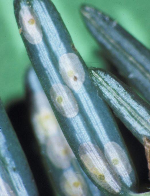 Extreme close-up of fir needles showing circular white and yellow scale insects (cryptomeria scale) attached to the needle surface.